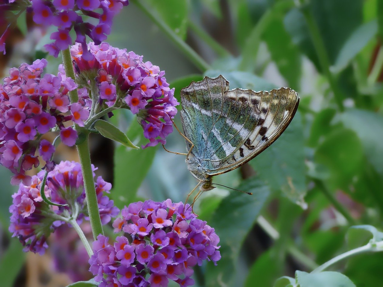 How to Create a Butterfly-Friendly Backyard